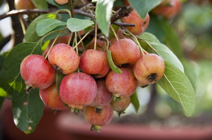  Sierappel Als Leiboom (Malus 'Evereste')
