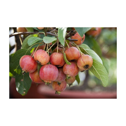  Sierappel Als Struik (Malus 'Evereste')
