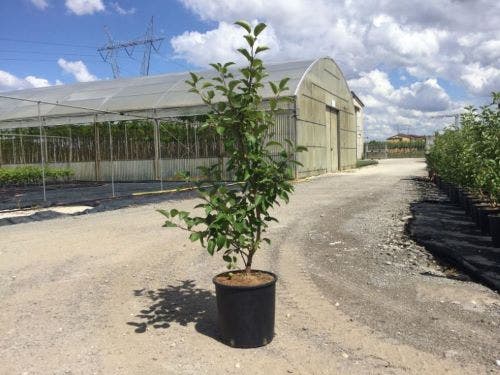  Sierappel Als Struik (Malus 'Evereste')