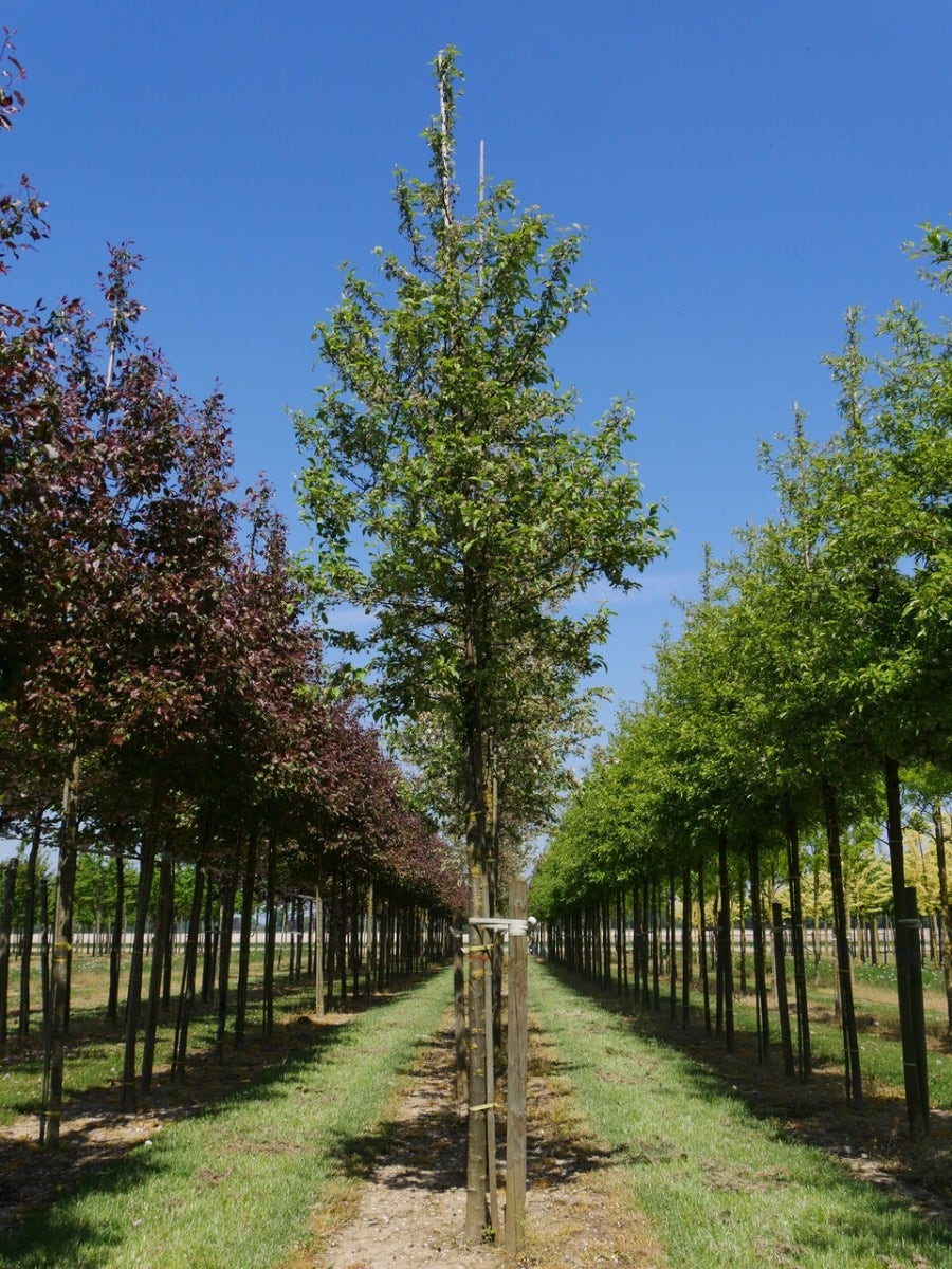  Grote Sierappel (Malus 'Evereste')