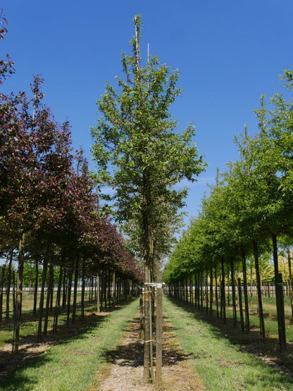  Grote Sierappel (Malus 'Evereste')