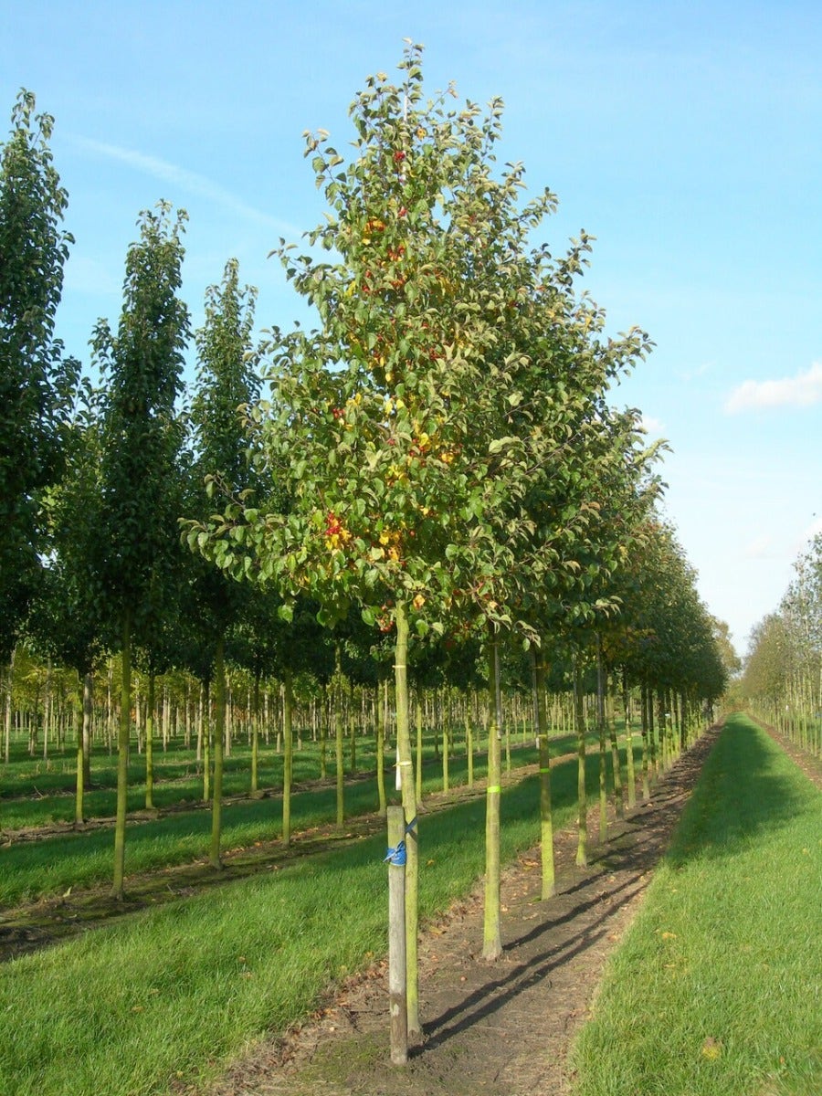  Grote Sierappel (Malus 'Evereste')
