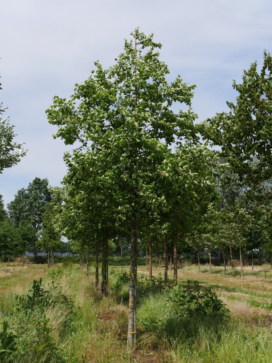  Grote Sierappel (Malus 'Evereste')