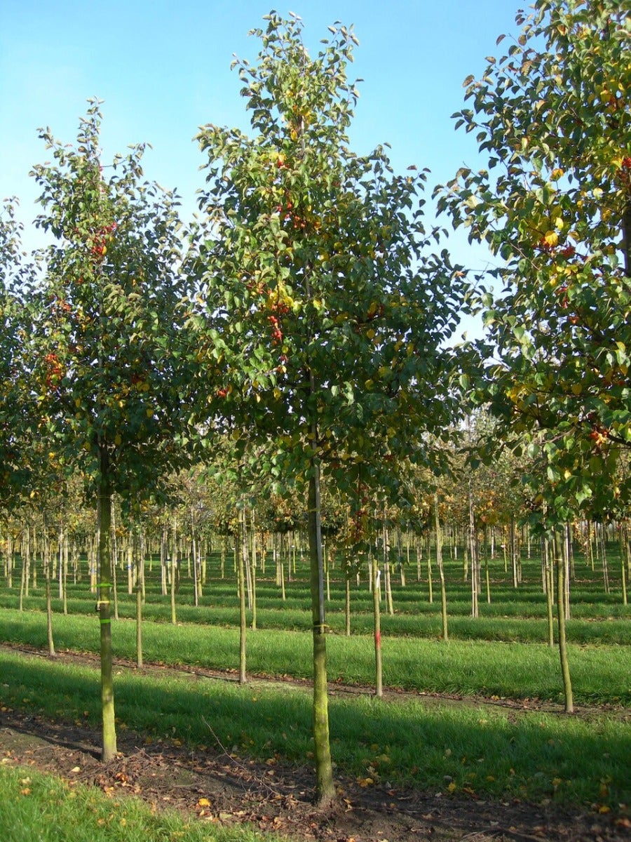  Grote Sierappel (Malus 'Evereste')