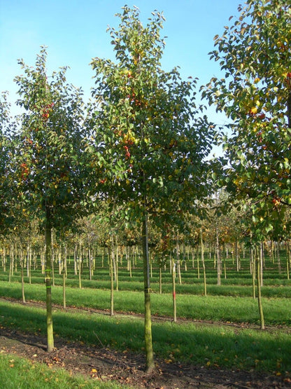  Grote Sierappel (Malus 'Evereste')