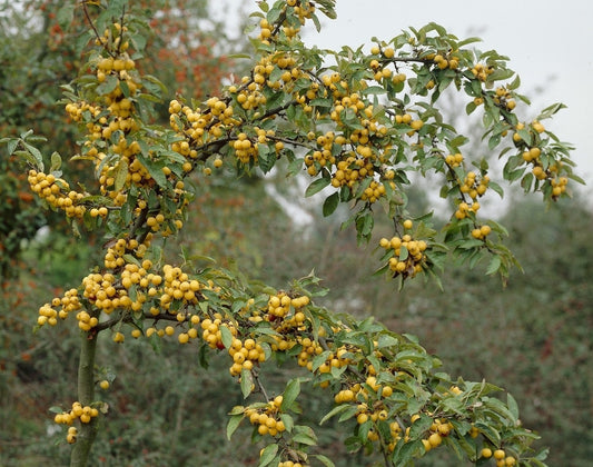  Sierappel (Malus 'Golden Hornet')