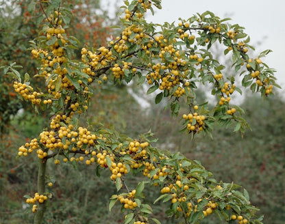  Sierappel Als Leiboom (Malus 'Golden Hornet')