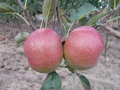  Appelboom (Malus Domestica 'Idared')