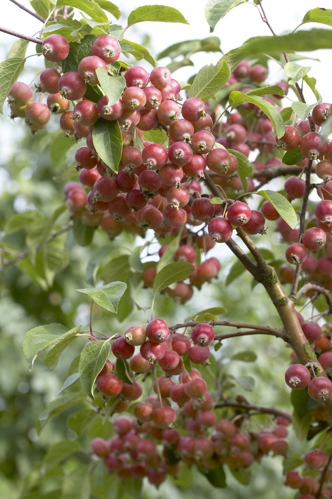  Sierappel (Malus 'John Downie')
