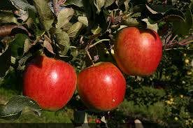 Appelboom (Malus Domestica 'Katja')