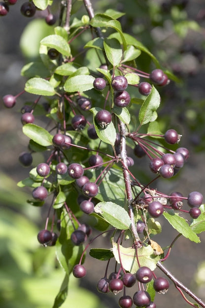  Sierappel (Malus 'Liset')