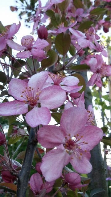  Sierappel (Malus 'Liset')