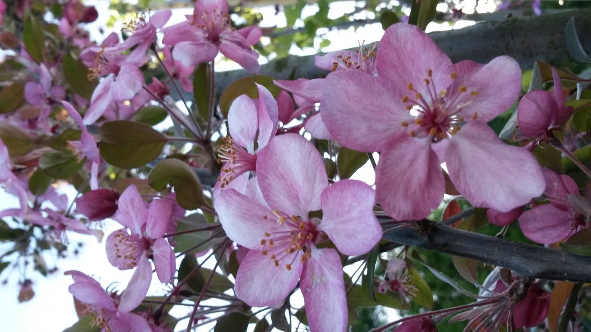  Sierappel (Malus 'Rudolf')