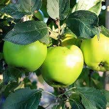  Lei-Appel (Malus Domestica 'Lombarts Calville')