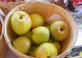  Appelboom (Malus Domestica 'Notarisappel')