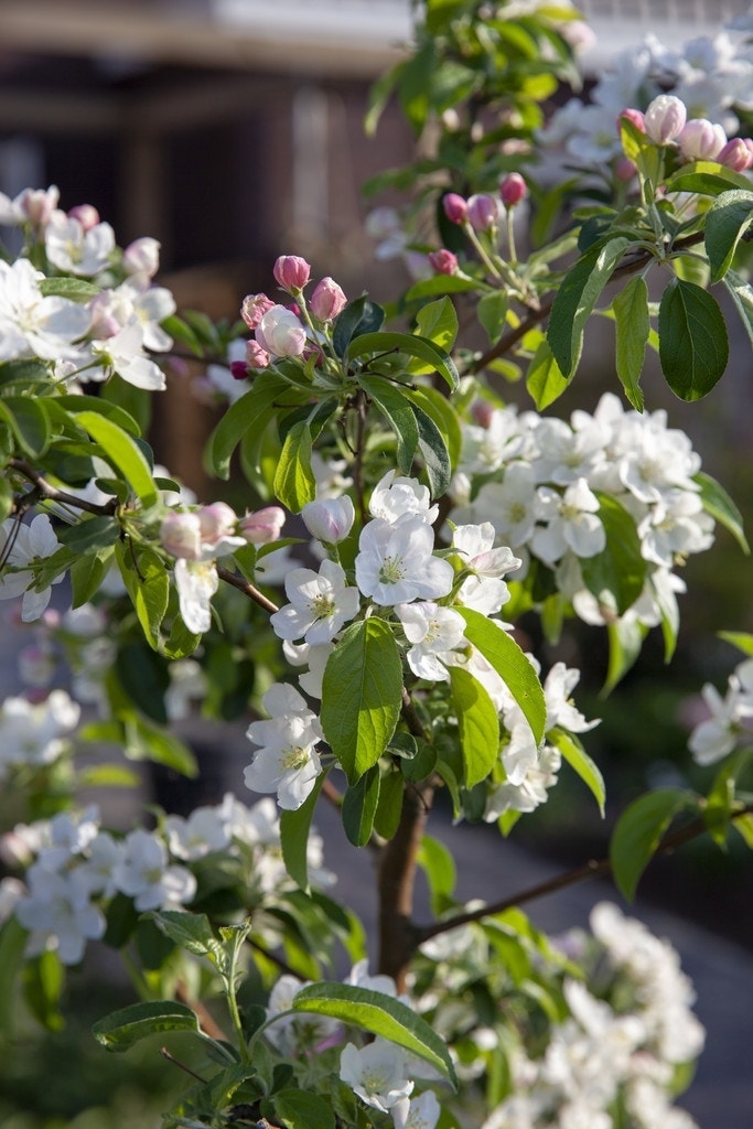  Sierappel (Malus 'Professor Sprenger')