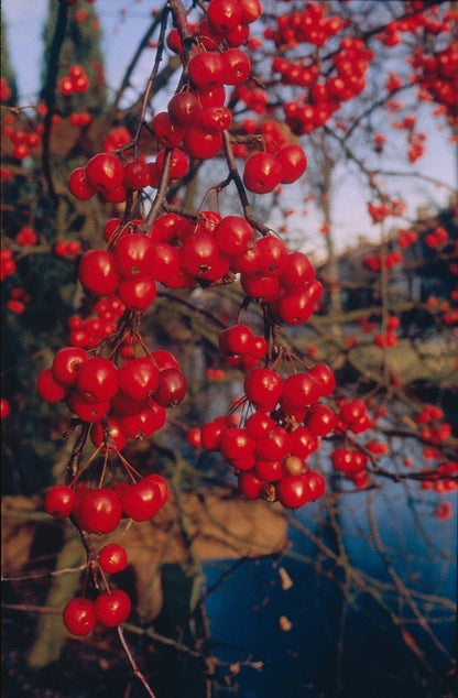  Sierappel (Malus 'Red Sentinel')