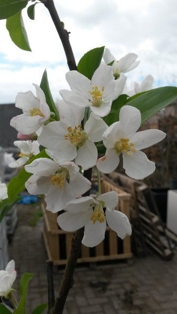  Sierappel (Malus 'Red Sentinel')