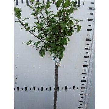  Sierappel Op Stam (Malus 'Red Sentinel')