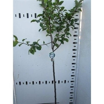  Sierappel Op Stam (Malus 'Red Sentinel')