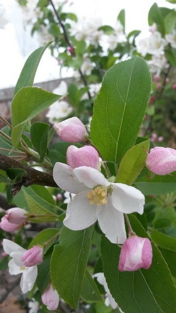  Sierappel (Malus 'Red Sentinel')