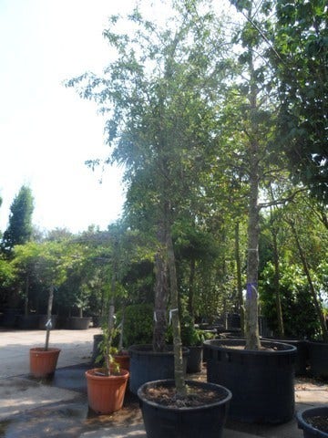  Sierappel (Malus 'Red Sentinel')