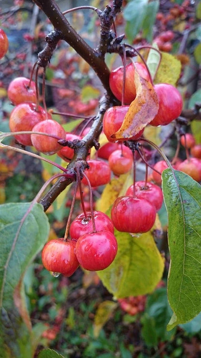  Sierappel Op Stam (Malus 'Red Sentinel')