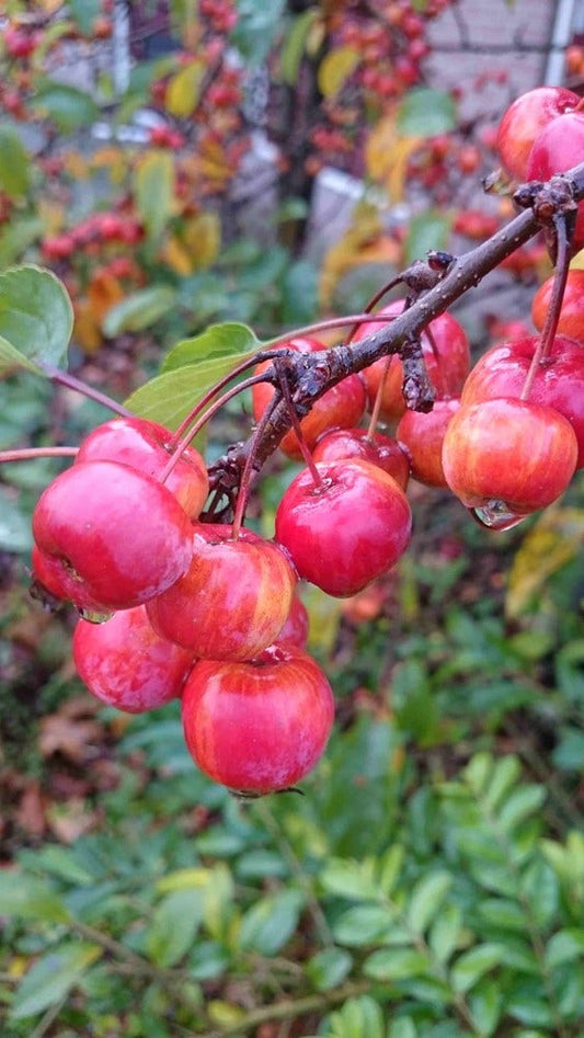  Sierappel Als Leiboom (Malus 'Red Sentinel')