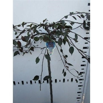  Rode Treursierappel Op Stam (Malus 'Royal Beauty')