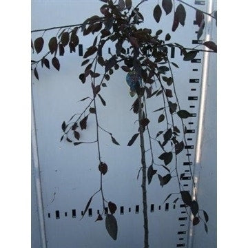  Rode Treursierappel Op Stam (Malus 'Royal Beauty')