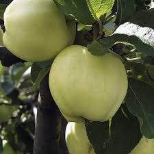  Appelboom (Malus Domestica 'Transparente Jaune')