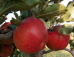  Appelboom (Malus Domestica 'Winston')