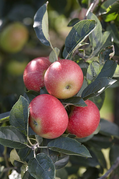  Appelboom (Malus Domestica 'Benoni')