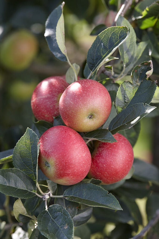  Appelboom (Malus Domestica 'Benoni')