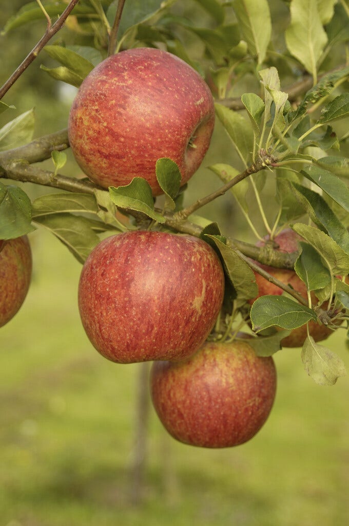  Lei-Appel (Malus Domestica 'Charles Ross')