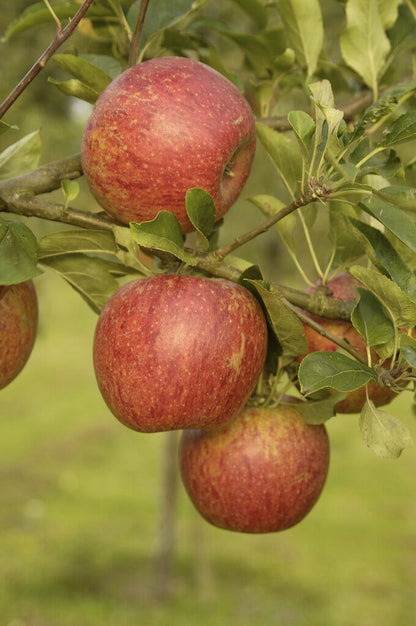  Lei-Appel (Malus Domestica 'Charles Ross')