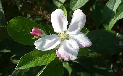  Appelboom (Malus Domestica 'Elstar')