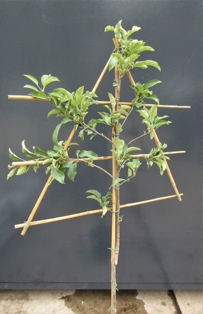  Lei-Appel (Malus Domestica 'James Grieve')