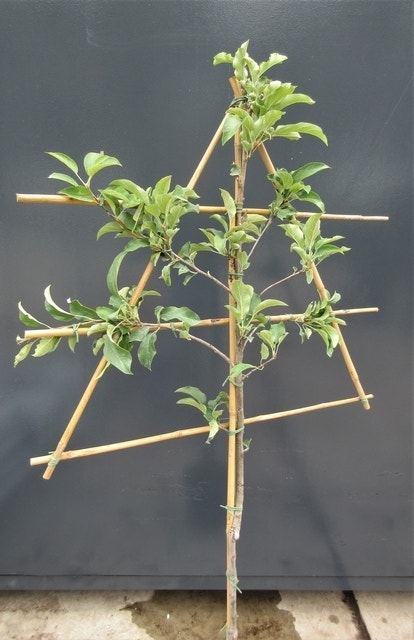  Lei-Appel (Malus Domestica 'Golden Delicious')
