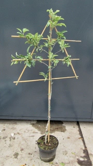  Lei-Appel (Malus Domestica 'Groninger Kroon')