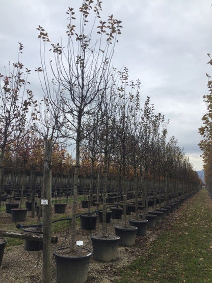 Sierappel (Malus 'Profusion' )