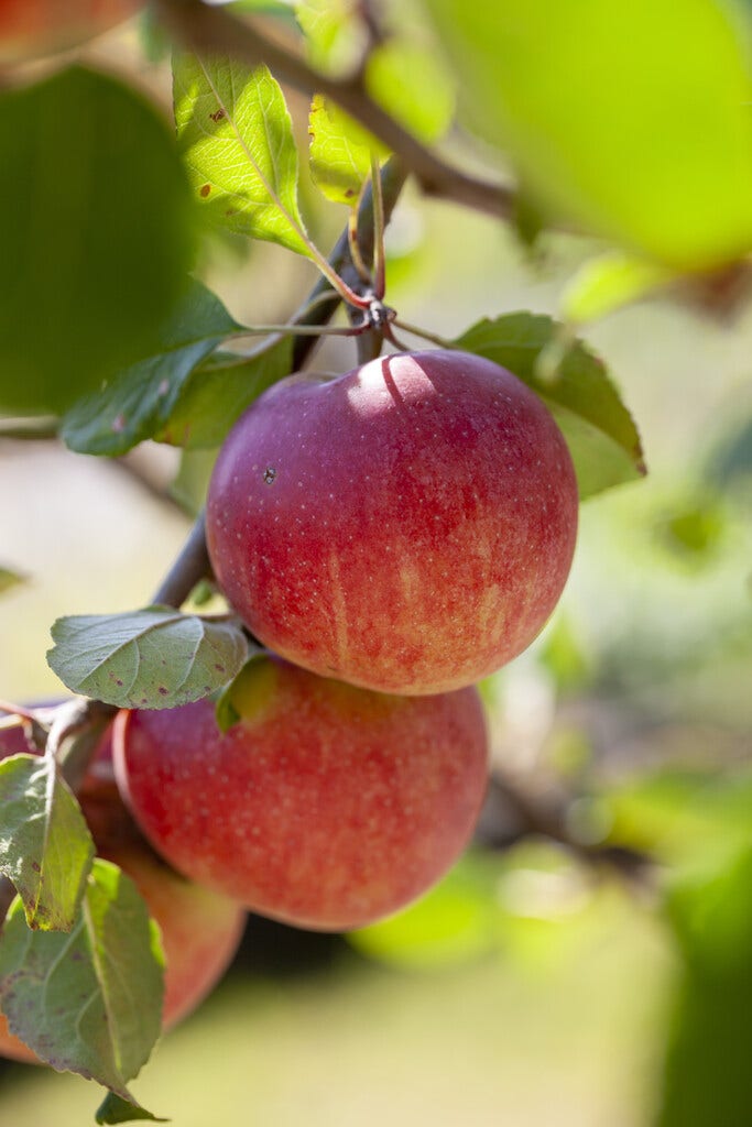  Lei-Appel (Malus Domestica 'Red Devil')