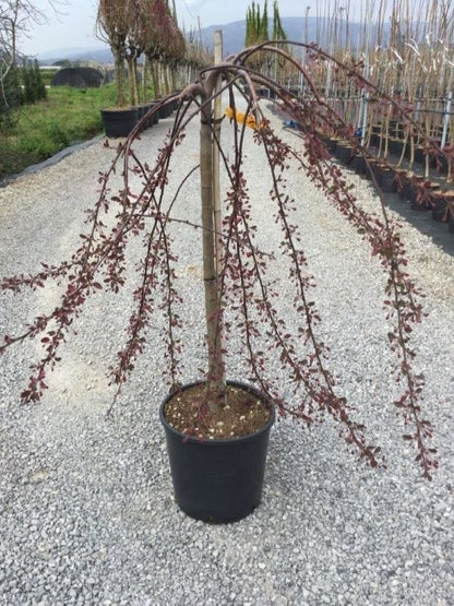  Rode Treursierappel Op Stam (Malus 'Royal Beauty')
