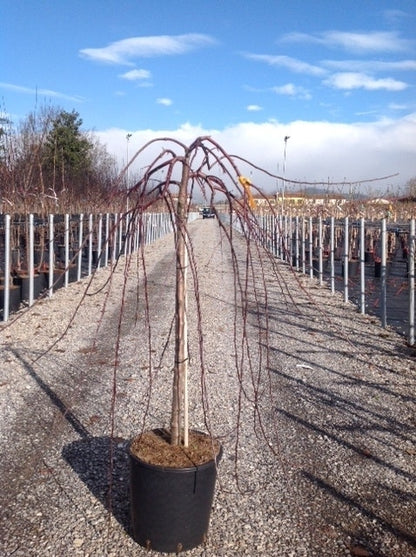 Rode Treursierappel Op Stam (Malus 'Royal Beauty')