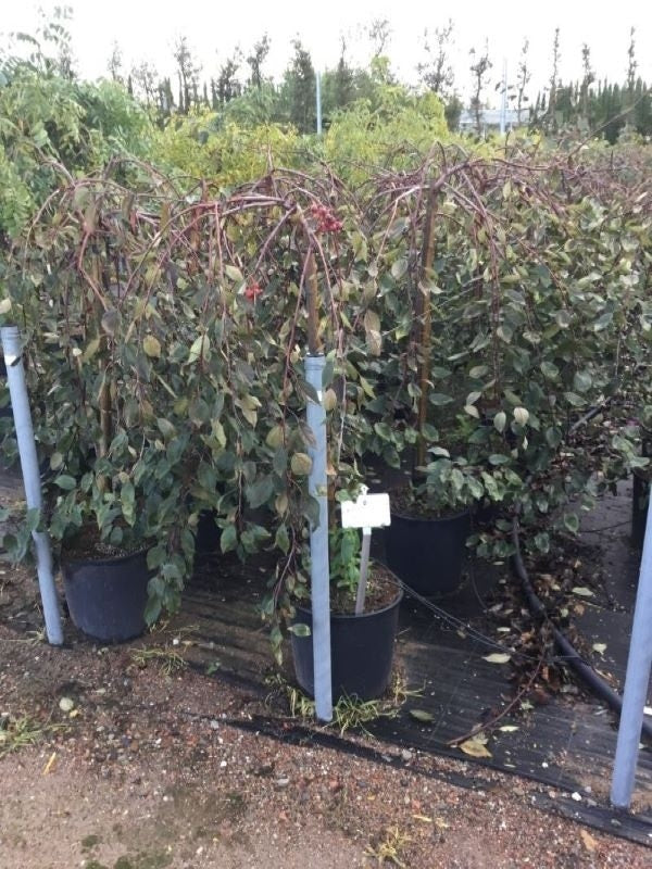  Rode Treursierappel Op Stam (Malus 'Royal Beauty')