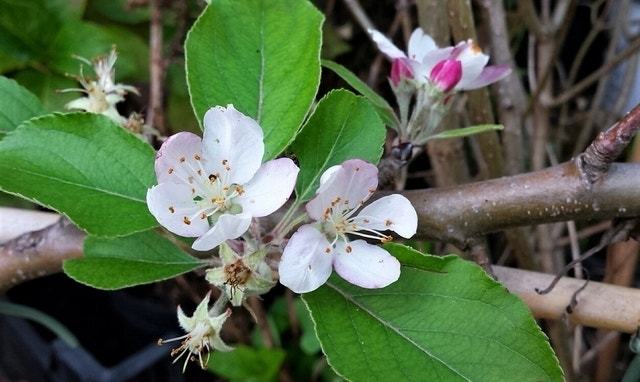  Appelboom (Malus Domestica 'Summerred')