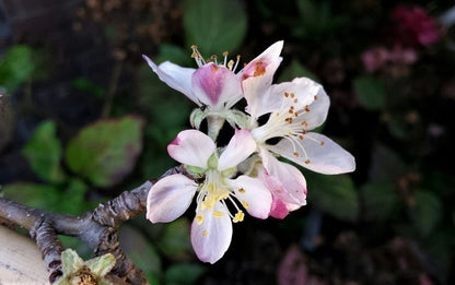  Appelboom (Malus Domestica 'Summerred')