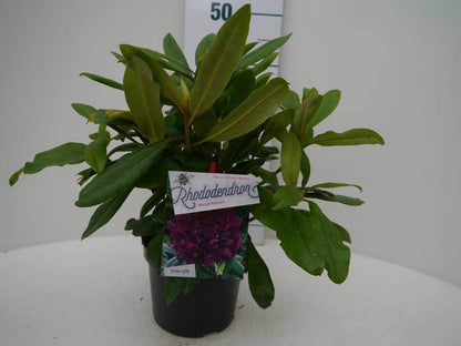  Rhododendron (Rhododendron 'Marcel Menard')