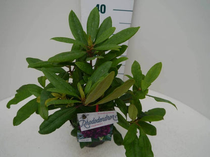  Rhododendron (Rhododendron 'Marcel Menard')