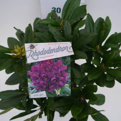  Rhododendron (Rhododendron 'Marcel Menard')